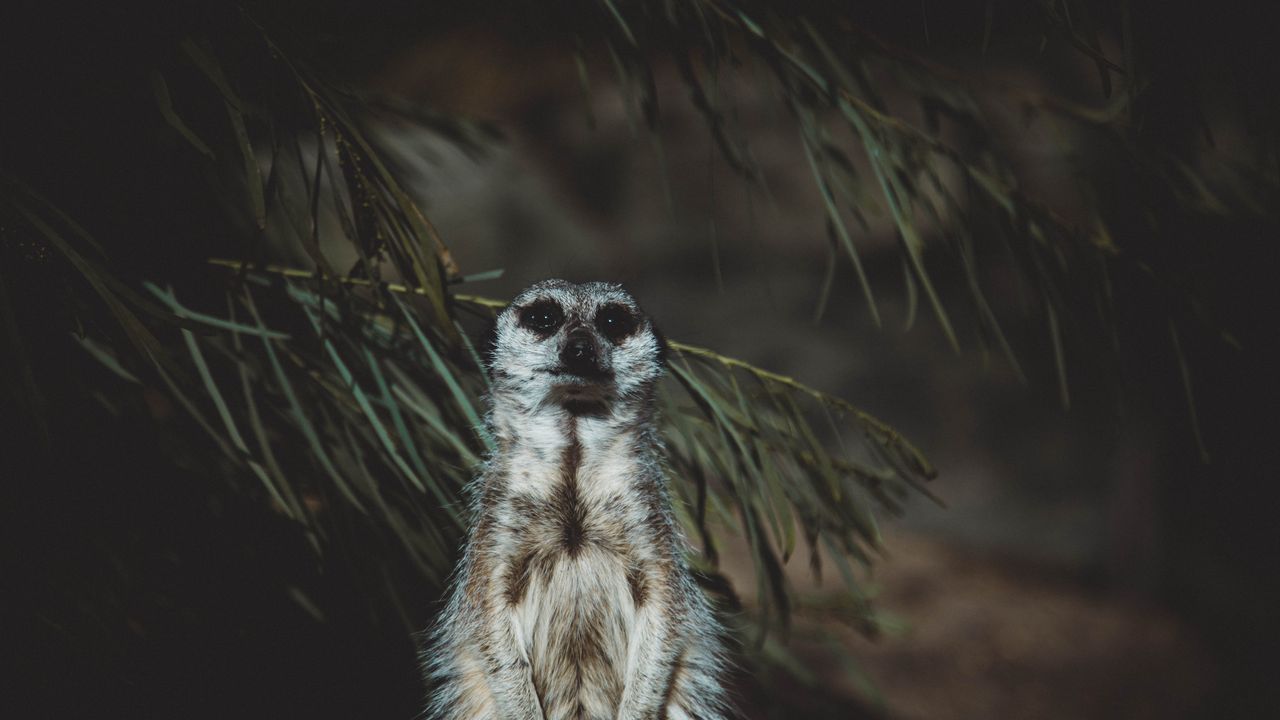 Wallpaper meerkat, animal, standing, funny