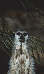 Preview wallpaper meerkat, animal, standing, funny