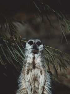 Preview wallpaper meerkat, animal, standing, funny