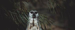 Preview wallpaper meerkat, animal, standing, funny