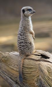 Preview wallpaper meerkat, animal, tree, log