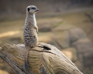 Preview wallpaper meerkat, animal, tree, log