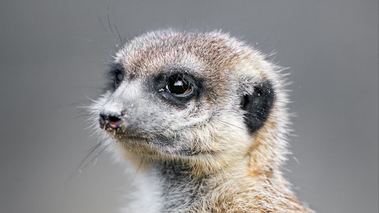 Wallpaper meerkat, animal, wild