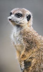 Preview wallpaper meerkat, animal, wild