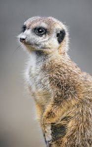 Preview wallpaper meerkat, animal, wild