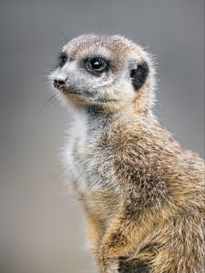 Preview wallpaper meerkat, animal, wild