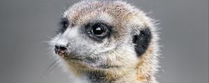 Preview wallpaper meerkat, animal, wild
