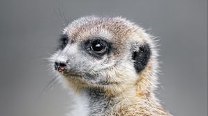Preview wallpaper meerkat, animal, wild