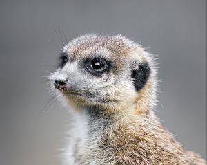 Preview wallpaper meerkat, animal, wild