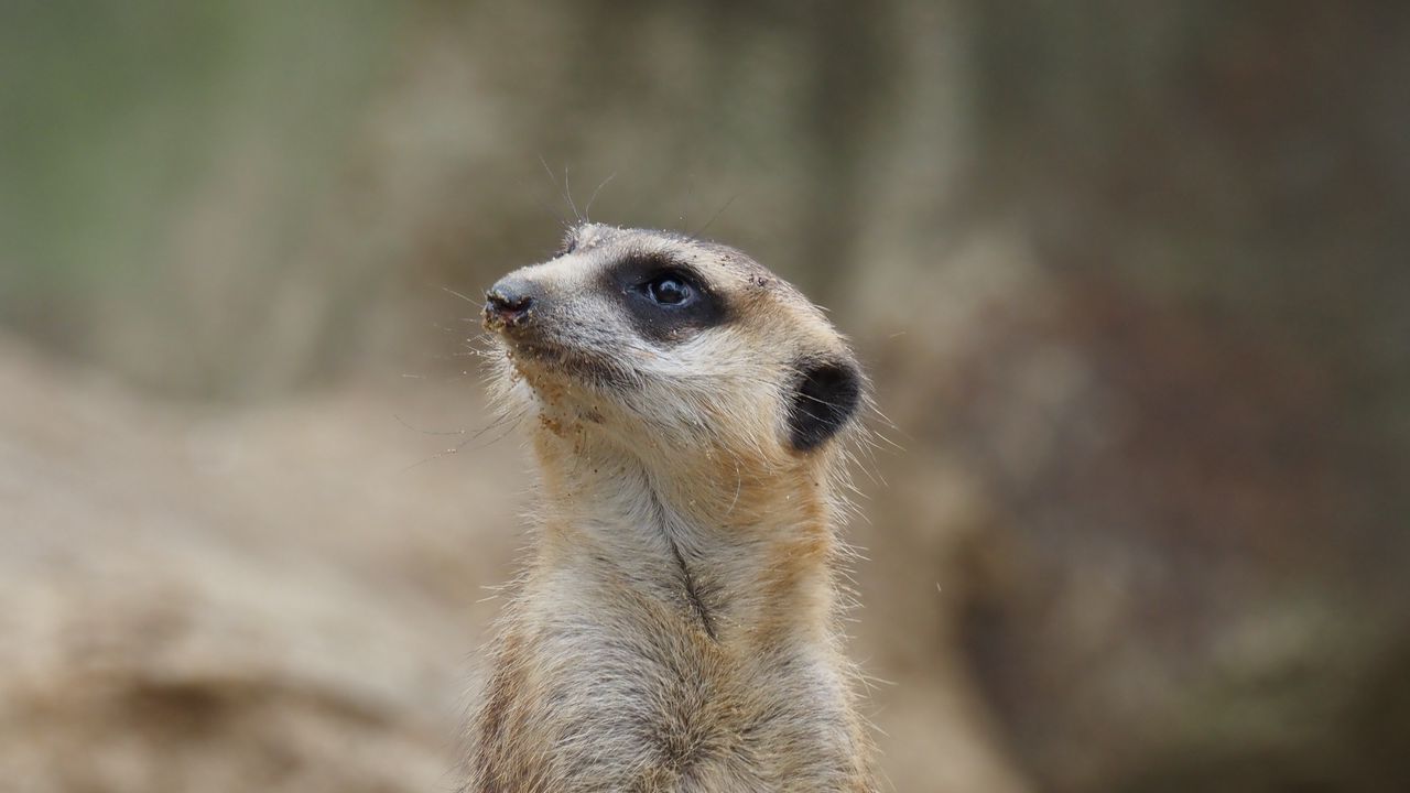 Wallpaper meerkat, animal, wildlife, blur, cute