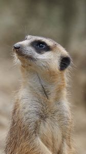Preview wallpaper meerkat, animal, wildlife, blur, cute