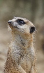 Preview wallpaper meerkat, animal, wildlife, blur, cute