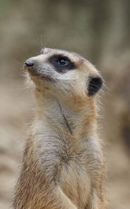 Preview wallpaper meerkat, animal, wildlife, blur, cute