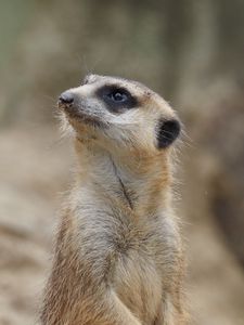 Preview wallpaper meerkat, animal, wildlife, blur, cute