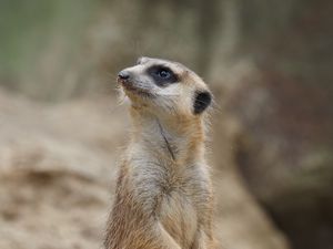 Preview wallpaper meerkat, animal, wildlife, blur, cute