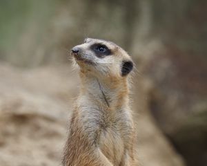 Preview wallpaper meerkat, animal, wildlife, blur, cute