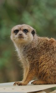 Preview wallpaper meerkat, animal, wildlife, blur