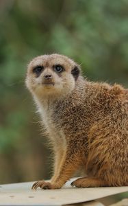 Preview wallpaper meerkat, animal, wildlife, blur