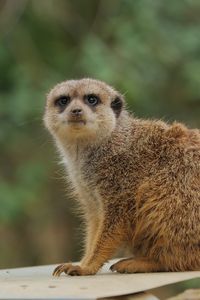 Preview wallpaper meerkat, animal, wildlife, blur