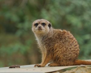 Preview wallpaper meerkat, animal, wildlife, blur