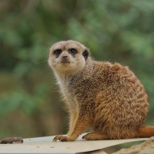 Preview wallpaper meerkat, animal, wildlife, blur