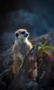 Preview wallpaper meerkat, animal, wood