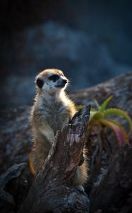 Preview wallpaper meerkat, animal, wood