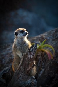 Preview wallpaper meerkat, animal, wood