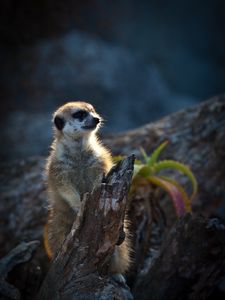 Preview wallpaper meerkat, animal, wood