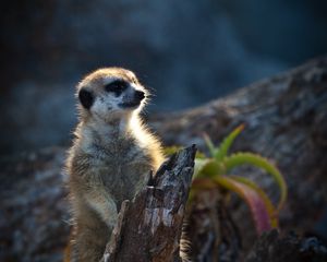 Preview wallpaper meerkat, animal, wood