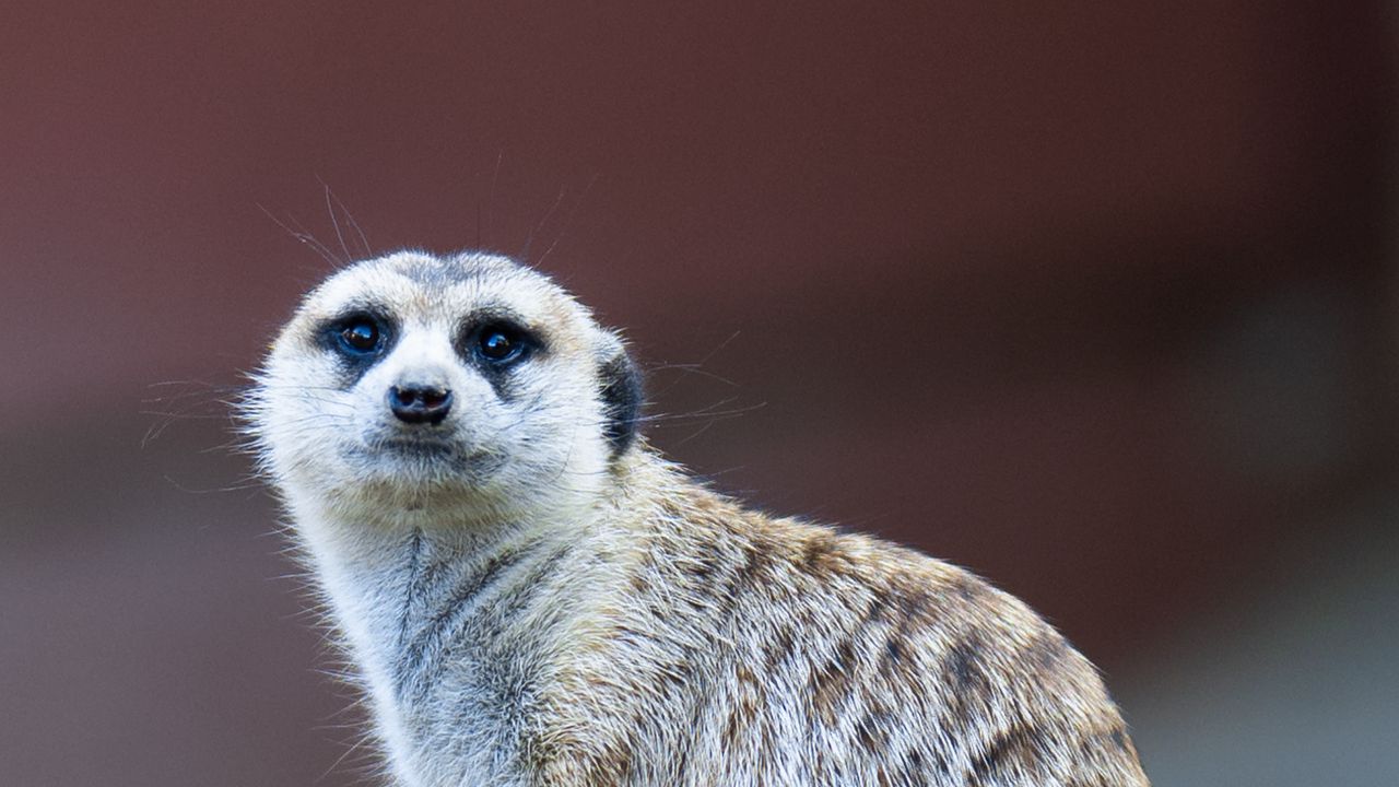 Wallpaper meerkat, cute, funny, animal, stone