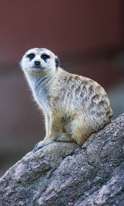 Preview wallpaper meerkat, cute, funny, animal, stone