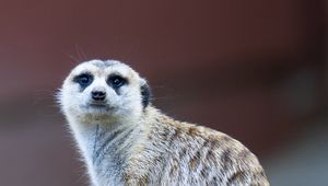 Preview wallpaper meerkat, cute, funny, animal, stone