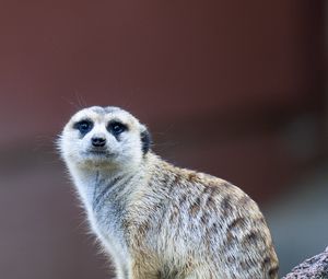 Preview wallpaper meerkat, cute, funny, animal, stone