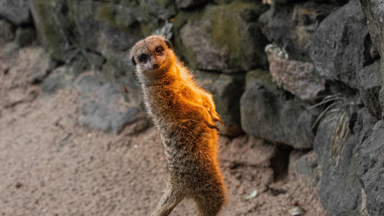Wallpaper meerkat, funny, animal, lamp