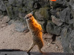 Preview wallpaper meerkat, funny, animal, lamp