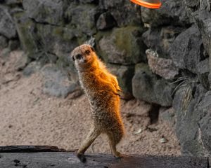 Preview wallpaper meerkat, funny, animal, lamp