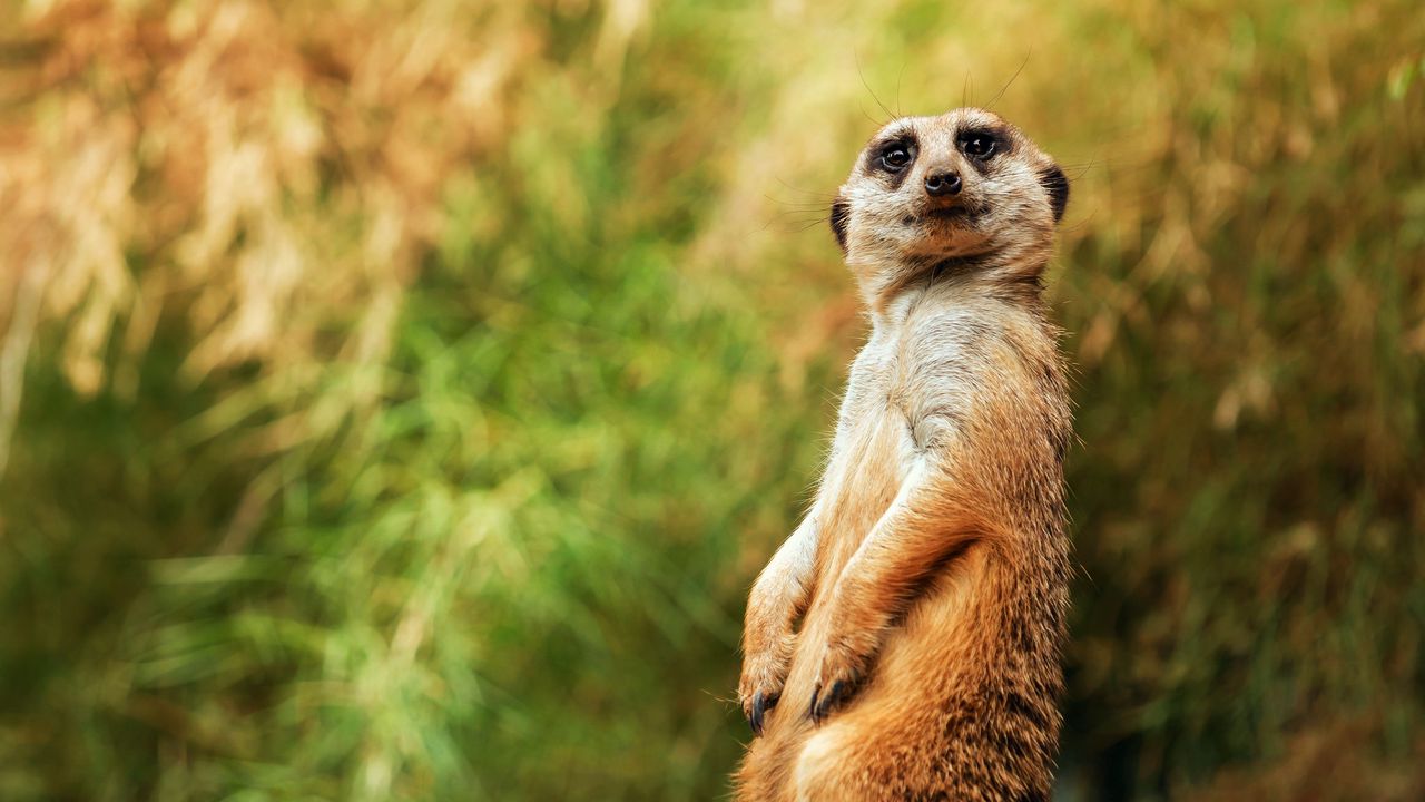 Wallpaper meerkat, funny, sitting