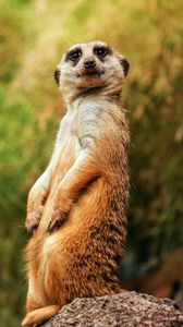 Preview wallpaper meerkat, funny, sitting