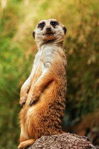 Preview wallpaper meerkat, funny, sitting