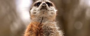 Preview wallpaper meerkat, funny, standing, animal