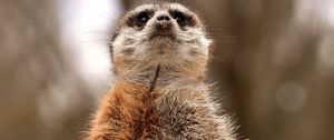 Preview wallpaper meerkat, funny, standing, animal