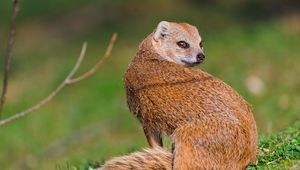 Preview wallpaper meerkat, grass, look, mongoose