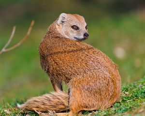 Preview wallpaper meerkat, grass, look, mongoose