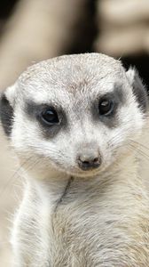 Preview wallpaper meerkat, muzzle, eyes