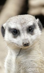 Preview wallpaper meerkat, muzzle, eyes
