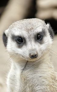 Preview wallpaper meerkat, muzzle, eyes