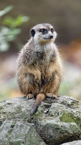 Preview wallpaper meerkat, nature, stone, wool, animal