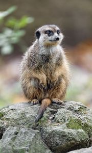 Preview wallpaper meerkat, nature, stone, wool, animal