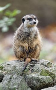 Preview wallpaper meerkat, nature, stone, wool, animal